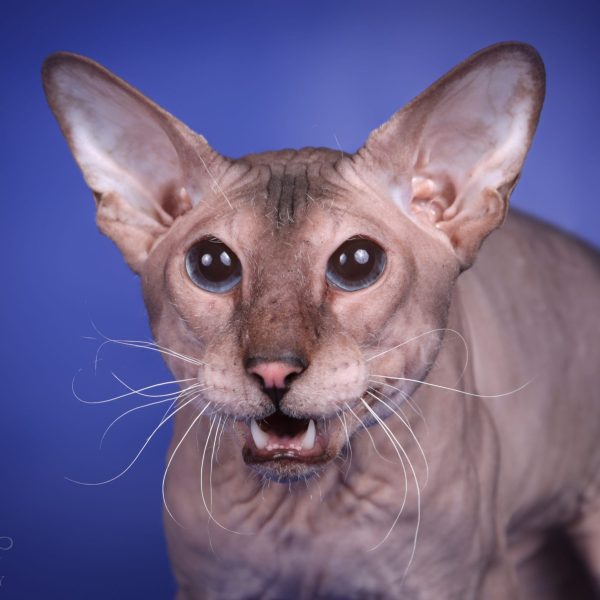 Peterbald