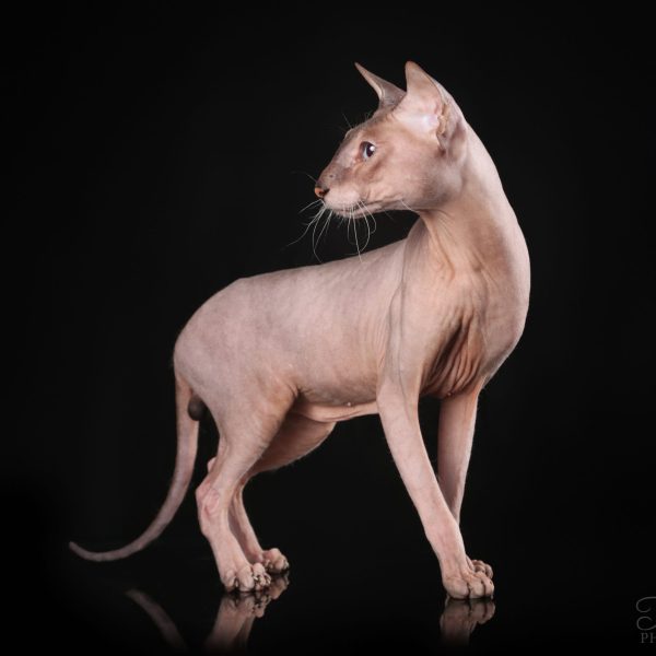 Peterbald