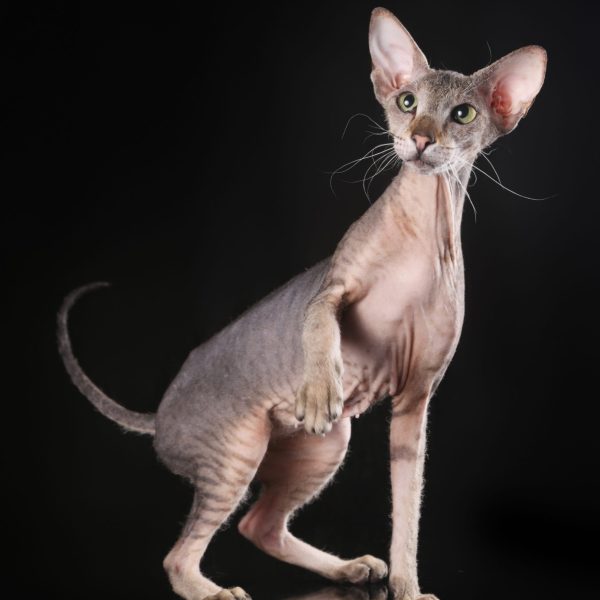 Peterbald