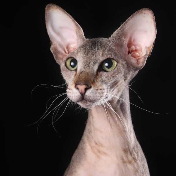 Peterbald