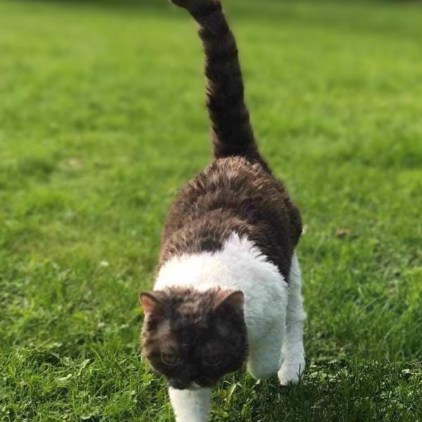 SelkirkRex trumpaplaukė katė