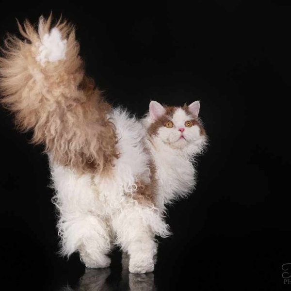 Selkirk Rex ilgaplaukė katė