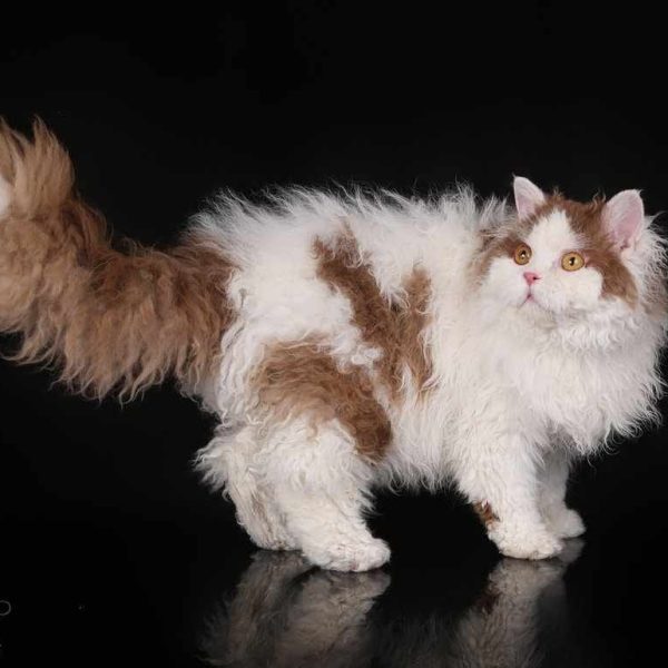 Selkirk Rex ilgaplaukė katė
