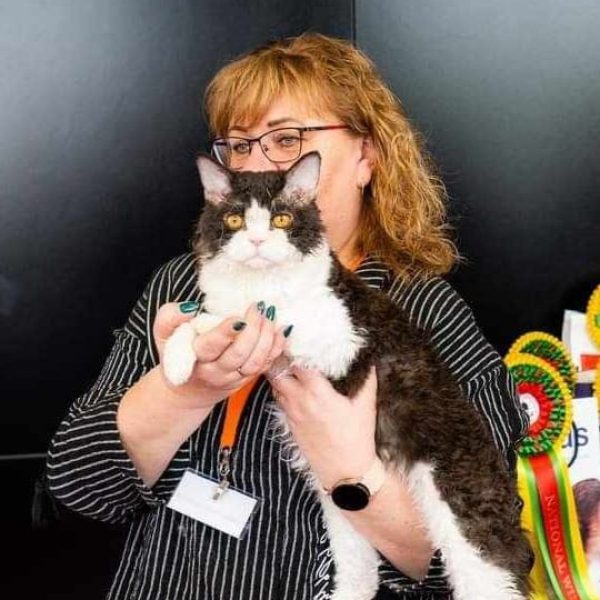 SelkirkRex trumpaplaukė katė