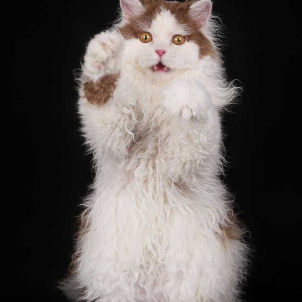 Selkirk Rex ilgaplaukė katė