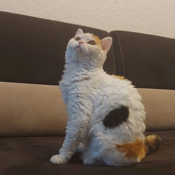 SelkirkRex trumpaplaukė katė