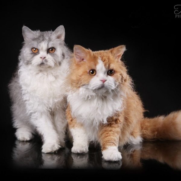 Selkirk Rex ilgaplaukė katė