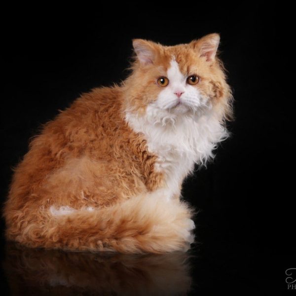 Selkirk Rex ilgaplaukė katė