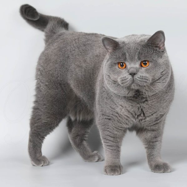 Britų trumpaplaukė katė