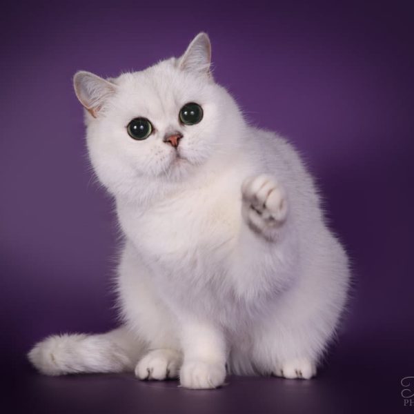 Britų trumpaplaukė katė