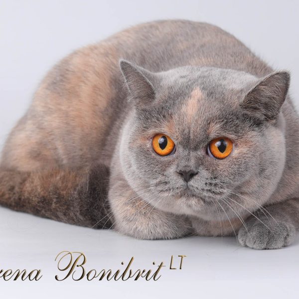 Britų trumpaplaukė katė