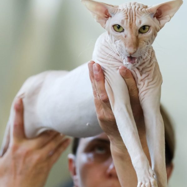 Peterbald