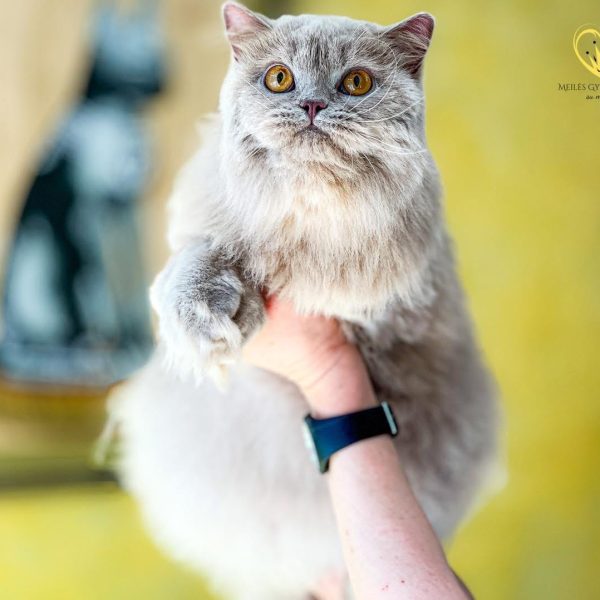 Britų ilgaplaukė katė