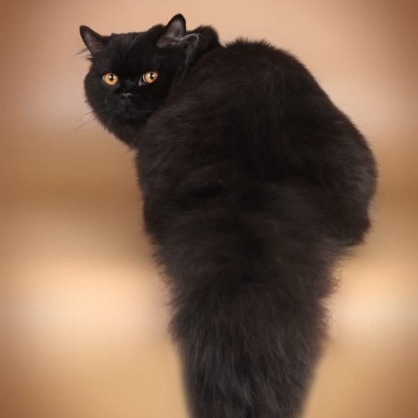 Britų ilgaplaukė katė