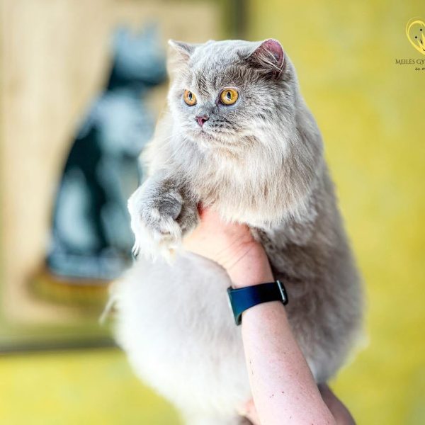 Britų ilgaplaukė katė