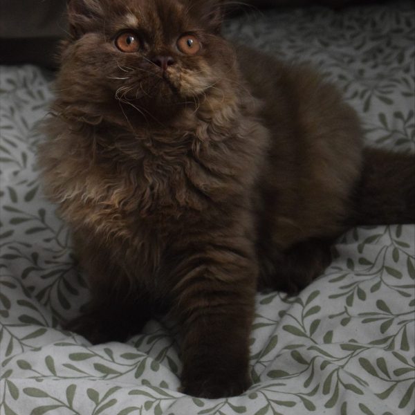 Britų ilgaplaukė katė