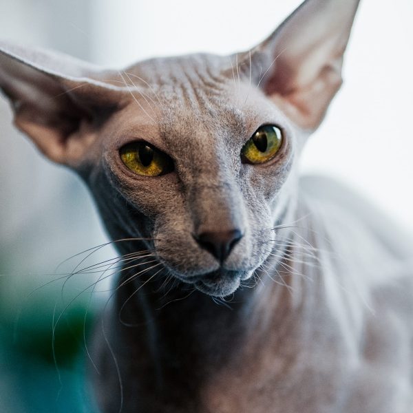 Peterbald